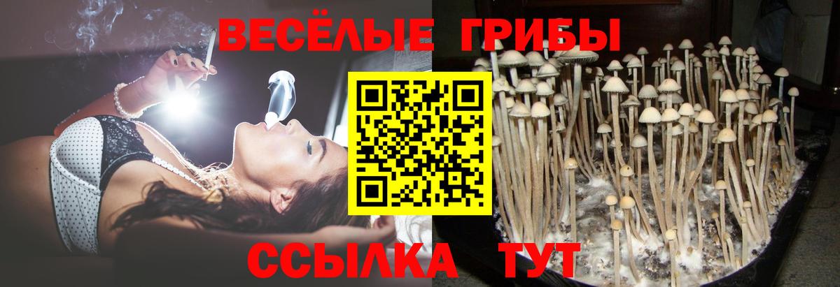 Вятские Поляны  Галлюциногенные грибы ЛСД  Вход с VPN 